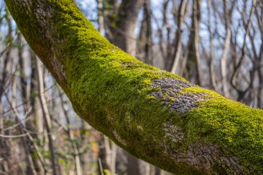 Yeşil yosunlarla kaplı bir ağaç dalı. Ağaçta yosun yetişiyor ve tüm dalı kaplıyor.