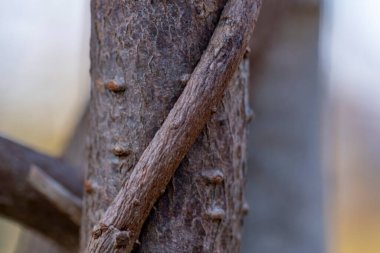 Üzümlü bir ağaç gövdesi. Gövde kahverengi, sarmaşık yeşil.
