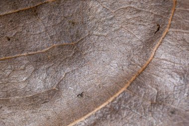 Kahverengi damarlı bir yaprağın yakın çekimi gösterilir