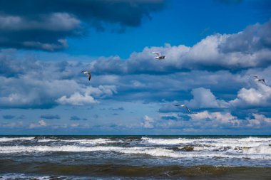 Bir grup martı okyanusun üzerinde uçuyor. Gökyüzü bulutlu ve su dalgalı.