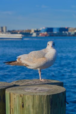 Martı New York, kamerayı izliyor.