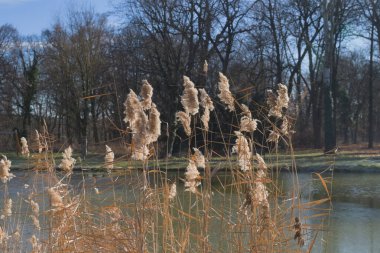 Ormanda suyla birlikte bitkiler