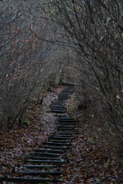 Kışın ormana giden merdiven.