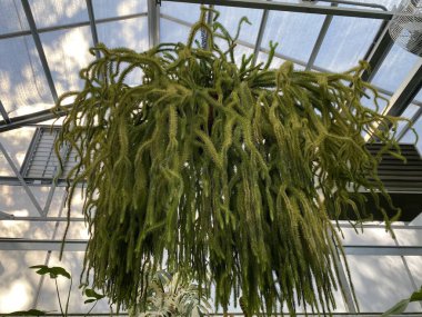 Phlegmariurus yaşayan yeşil zincirlere benzeyen uzun yaprakları olan dev bir tropikal eğreltiotudur. Seranın tavanının hemen altında..