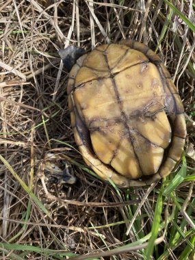 Yolda boş bir kaplumbağa kabuğu ve kafatası var..