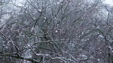 Yavaş çekimde kurumuş ağaçların üzerine düşen kar.