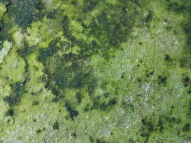 Soyut grunge eski beton duvar yeşil yosun desenli 