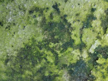 Soyut grunge eski beton duvar yeşil yosun desenli 