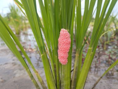 Pirinç tarlasında salyangoz yumurtası. Doğada hayvan üretimi 