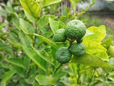 Ağaçta taze yeşil limon. Organik tarım bitkisi. Yiyecek malzemeleri. 