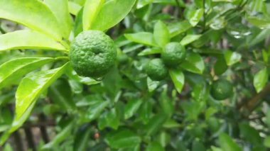 Açık hava bahçesinde Kaffir kireç veya Makrut veya Bergamot meyvesi (Citrus hystrix), temel petrol ve malzemeler için üretim yapan ekonomi bitkileri, yerel gıda üretimi