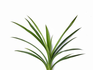 Pandanus amiaryllifolius ya da Pandan beyaz arkaplanda izole bırakılır 