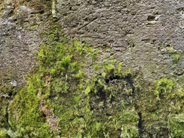 Soyut grunge eski beton duvar yosun dokusu arka planı 