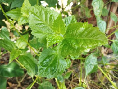 Kromolaena odorata ya da Siyam otu, Endonezya gibi tropikal bölgelerde sıkça bulunan bir bitkisel bitkidir. 