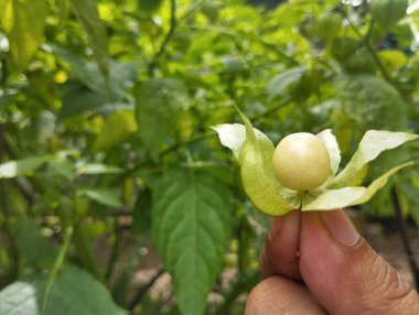 Açık bahçede altın böğürtlen ya da Physalis angulata meyvesi tutarken, boşluğu kopyala 