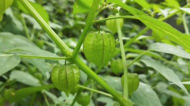 Physalis angulata ya da bahçedeki ağaçta duran altın çilek. 