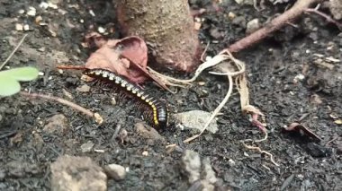 Harpaphe haydenana ya da benekli kırkayak yerin yüzeyini kazıyor. 