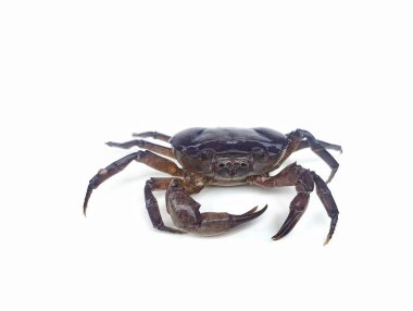 Purple freshwater river crab isolated on white background  clipart