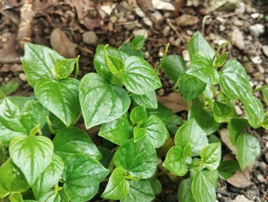 Peperomia pellucida ya da Çin betel büyümesi açık bahçede, bitkisel ilaç bitkisi 