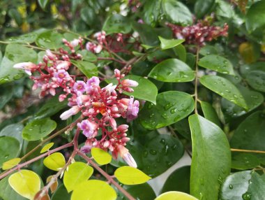 Yıldız meyve yaprağı ve çiçek hala açık bahçedeki ağaçta.