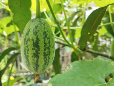Yavru karpuz hala ağaçta açık bahçede, organik tarım bitkisi 