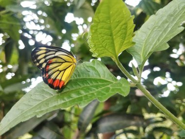 Delias hyparete butterfly on green leaf in outdoor garden  clipart