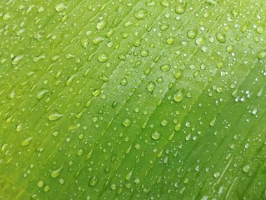 Yeşil yaprağa su damlaları, doğal bitki yeşil yaprak dokusu yüzey arkaplanı 