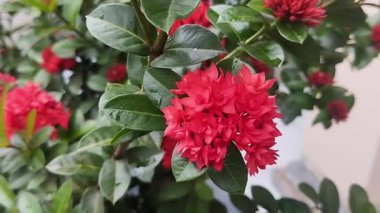 Kırmızı asoka çiçekleri ya da Ixora çingeneleri açık hava bahçesinde 