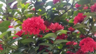 Kırmızı asoka çiçekleri ya da Ixora çingeneleri açık hava bahçesinde 