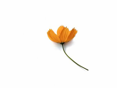 Kenikir sülfür ya da kozmos sülfür çiçeği beyaz arka planda izole edilmiş. Çiçek dekorasyonu, tasarım için botanik fotoğrafçılık 