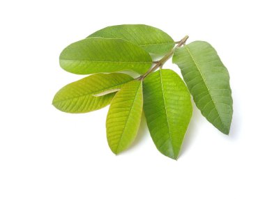 Yeşil guava yaprakları beyaz arkaplanda izole 