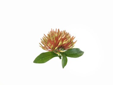 Pembe Ashoka çiçeği tomurcuğu beyaz arka planda izole edilmiş, çiçek süslemesi, yaratıcı tasarım için botanik fotoğrafçılık 