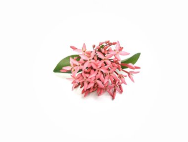 Pembe Ashoka çiçeği ya da beyaz arka planda izole edilmiş Ixora çiçeği, bitki süslemesi, yaratıcı tasarım için botanik fotoğrafçılık 