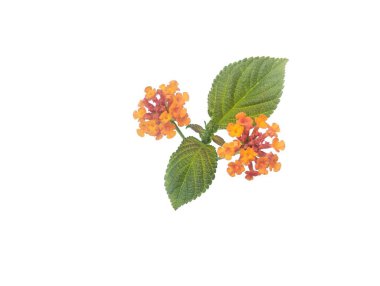 Lantana Camara çiçekleri ve yaprakları beyaz arka planda izole edilmiş, çiçek dekorasyonu, yaratıcı tasarım için botanik fotoğrafçılık