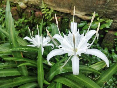 Açık hava bahçesinde güzel beyaz örümcek zambağı çiçekleri (Hymenocallis littoralis)