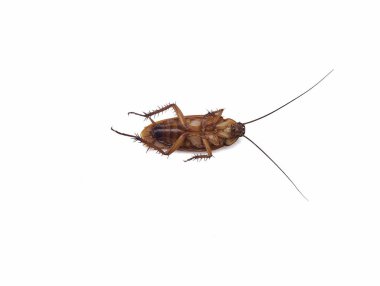 Hamamböceği beyaz arkaplanda izole edildi 