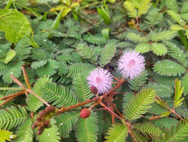 Açık bahçede uyuyan çimenler (Mimosa pudica) veya hassas bitkiler
