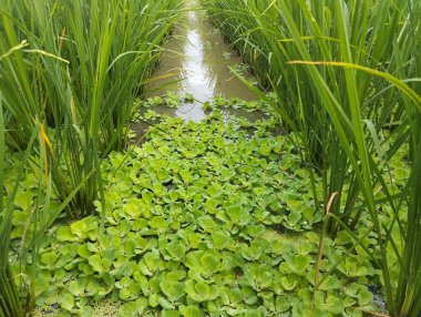 Pirinç tarlasında Pistia stratiotes veya su lahanası