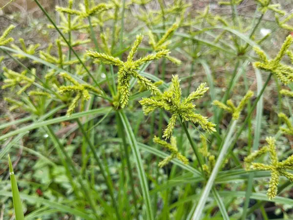 Şemsiye dikiş bitkisi (Cyperus eragrostis) açık hava bahçesinde