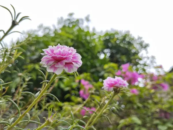 Gül yosunu çiçekleri ya da dış bahçedeki Portekiz ihtişamı.