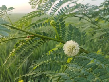 Leucaena çiçeklerine (Leucaena leucocephala) açık hava bahçesinde yakın plan
