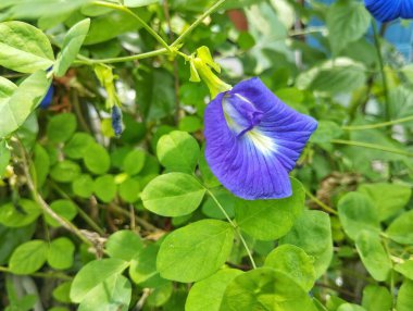Kelebek bezelye çiçeği (Klitoria ternatea) açık bahçede çiçek açar