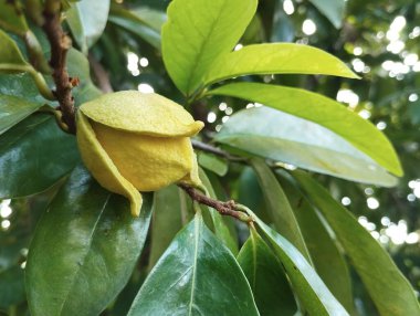 Soursop çiçeği (Annona muricata) hala açık hava bahçesindeki ağaçta