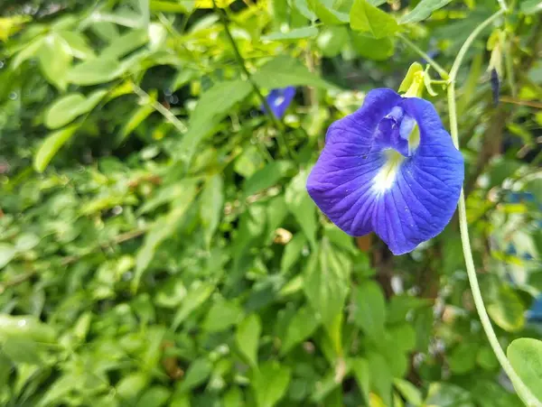 Kelebek bezelye çiçeği (Klitoria ternatea) açık bahçede çiçek açar