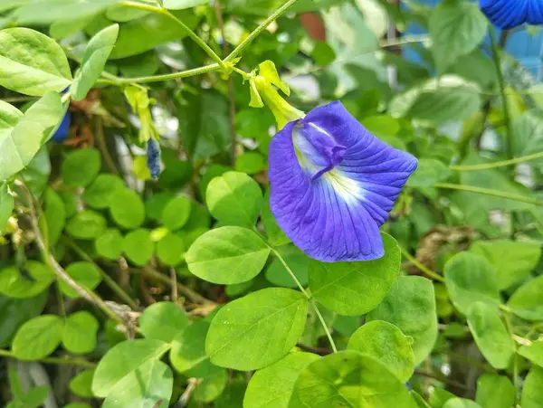Kelebek bezelye çiçeği (Klitoria ternatea) açık bahçede çiçek açar