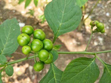 Leunca ya da itüzümü meyvesi (Solanum nigrum) hala açık bahçedeki ağaçta.