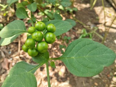 Leunca ya da itüzümü meyvesi (Solanum nigrum) hala açık bahçedeki ağaçta.