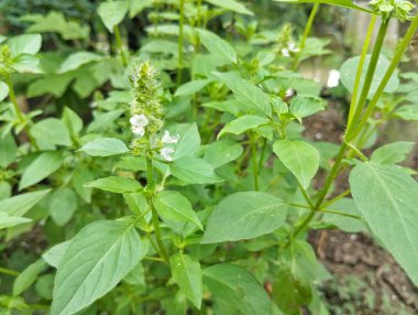 Fesleğen yaprakları bahçeye (Ocimum americanum) bırakılır