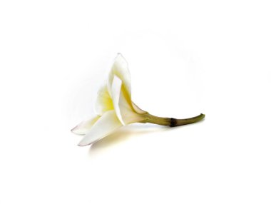 Güzel frangipani çiçekleri (plumeria alba) beyaz arka planda izole edilmiş, yaratıcı tasarım için botanik fotoğrafçılık 