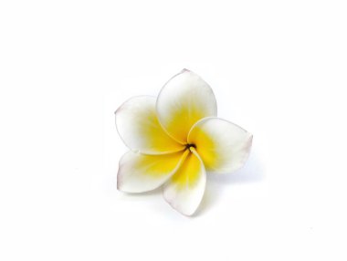 Güzel frangipani çiçekleri (plumeria alba) beyaz arka planda izole edilmiş, yaratıcı tasarım için botanik fotoğrafçılık 